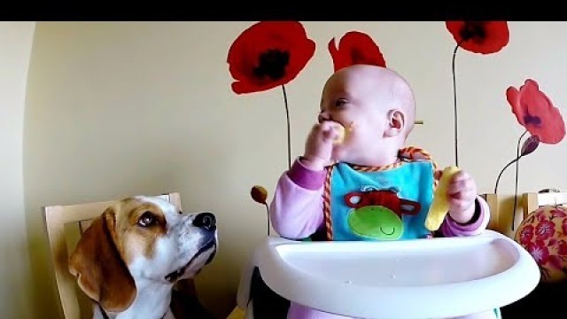 'Funny baby reaction when dog refuses her food'