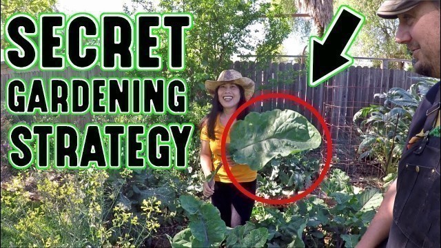 'Our Secret Gardening Strategy For Growing Huge Food Crops At Home!'