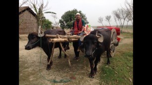 'Picnic on Padma river island | Chicken and beef prepared by boys in river island | Picnic food'