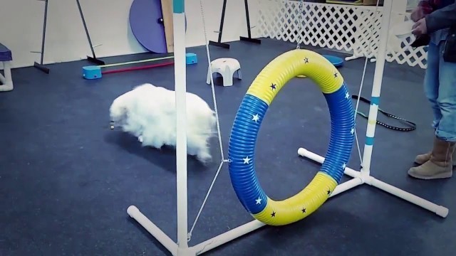 'Agility - balance, confidence, fitness, fun!'