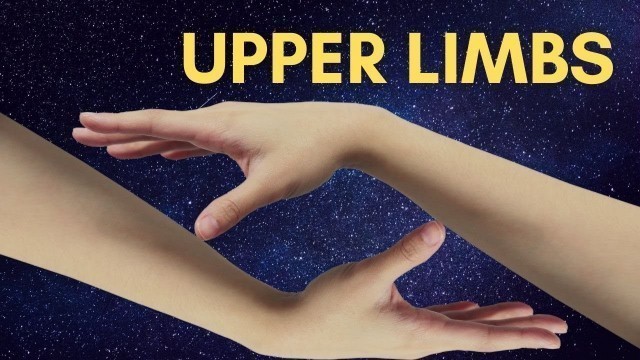 'The Upper Limbs ! #shorts #ytshorts #upperlimbs #humerus'