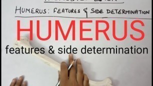 'Humerus:features and its side determination'