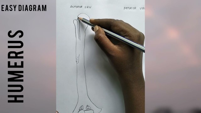 'Humerus Bone - Easy drawing #medicalstudent #medical #health #physio #anatomy #bone #fitness #medico'